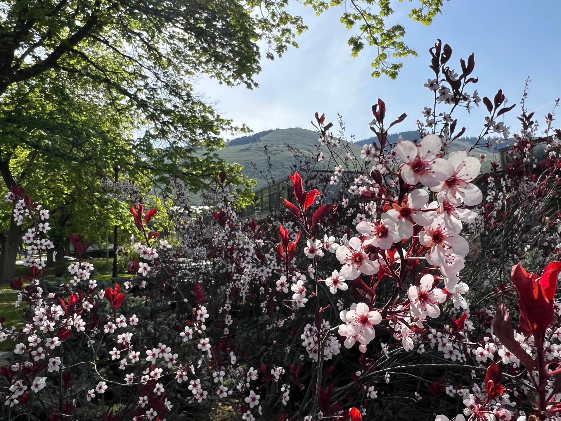 Spring time flowers at the University of Montana